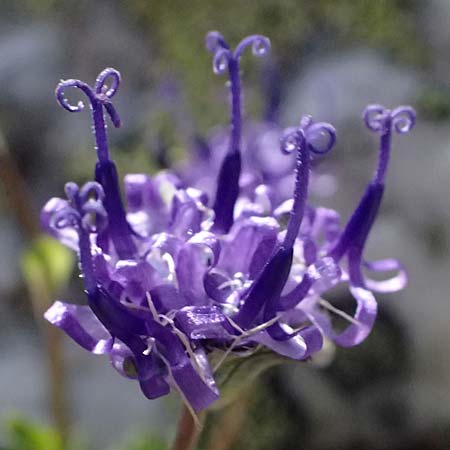 Phyteuma globulariifolium subsp. globulariifolium \ Armbltige Rapunzel / Globularia-Leaved Rampion, A Kolm Saigurn 2.7.2025