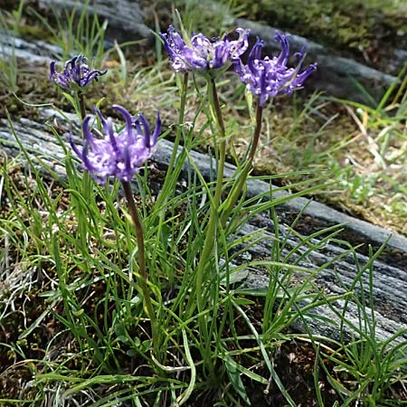Phyteuma hemisphaericum \ Halbkugelige Teufelskralle / Horned Rampion, A Kolm Saigurn 2.7.2025