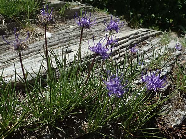 Phyteuma hemisphaericum \ Halbkugelige Teufelskralle / Horned Rampion, A Kolm Saigurn 2.7.2025