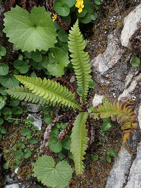 Polystichum lonchitis / Northern Holly Fern, A Osttirol, Porze 13.7.2019