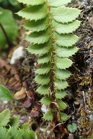 Polystichum lonchitis / Northern Holly Fern, A Osttirol, Porze 13.7.2019
