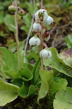 Pyrola minor \ Kleines Wintergrn / Common Wintergreen, A Admont 3.7.2024