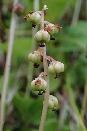 Pyrola minor \ Kleines Wintergrn / Common Wintergreen, A Admont 3.7.2024