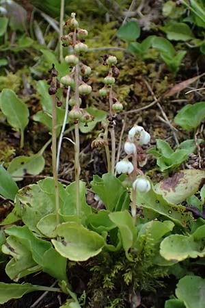 Pyrola minor \ Kleines Wintergrn / Common Wintergreen, A Admont 3.7.2024