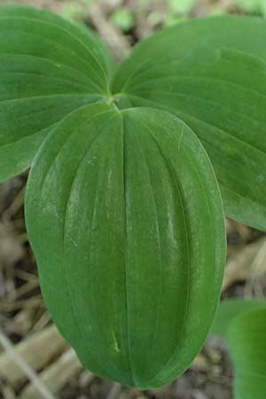 Polygonatum multiflorum \ Vielbltiges Salomonssiegel, Vielbltige Weiwurz / Solomon's Seal, A Eggenburg 9.5.2025