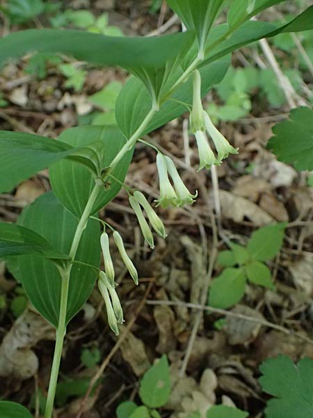 Polygonatum multiflorum \ Vielbltiges Salomonssiegel, Vielbltige Weiwurz / Solomon's Seal, A Eggenburg 9.5.2025