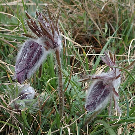 Pulsatilla pratensis subsp. nigricans \ Schw�rzliche Wiesen-Kuhschelle / Blackish Pasque-Flower, A Gie&szlig;h&uuml;bl 3.4.2023