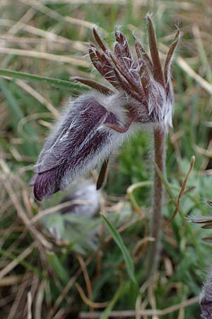 Pulsatilla pratensis subsp. nigricans \ Schw�rzliche Wiesen-Kuhschelle / Blackish Pasque-Flower, A Gie&szlig;h&uuml;bl 3.4.2023