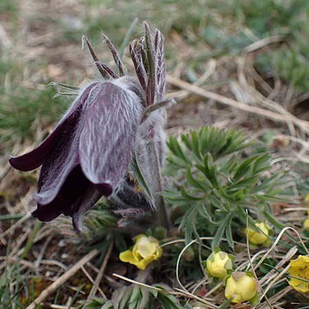 Pulsatilla pratensis subsp. nigricans \ Schw�rzliche Wiesen-Kuhschelle / Blackish Pasque-Flower, A Gie&szlig;h&uuml;bl 3.4.2023