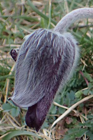Pulsatilla pratensis subsp. nigricans \ Schw�rzliche Wiesen-Kuhschelle / Blackish Pasque-Flower, A Gie&szlig;h&uuml;bl 3.4.2023