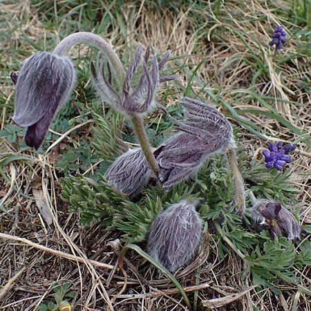 Pulsatilla pratensis subsp. nigricans \ Schw�rzliche Wiesen-Kuhschelle / Blackish Pasque-Flower, A Gie&szlig;h&uuml;bl 3.4.2023