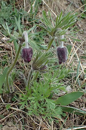 Pulsatilla pratensis subsp. nigricans \ Schw�rzliche Wiesen-Kuhschelle / Blackish Pasque-Flower, A Gumpoldskirchen 7.3.2024