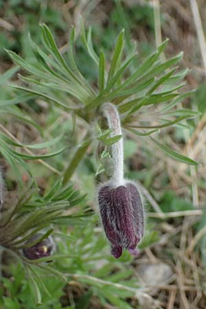 Pulsatilla pratensis subsp. nigricans \ Schw�rzliche Wiesen-Kuhschelle / Blackish Pasque-Flower, A Gumpoldskirchen 7.3.2024