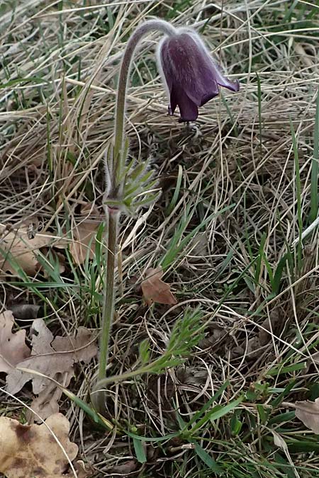 Pulsatilla pratensis subsp. nigricans \ Schw�rzliche Wiesen-Kuhschelle / Blackish Pasque-Flower, A Gumpoldskirchen 7.3.2024