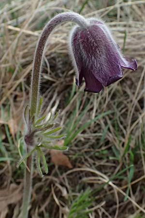 Pulsatilla pratensis subsp. nigricans \ Schw�rzliche Wiesen-Kuhschelle / Blackish Pasque-Flower, A Gumpoldskirchen 7.3.2024