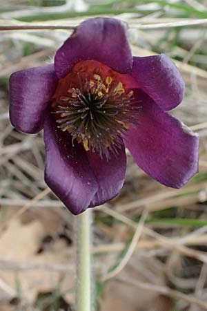 Pulsatilla pratensis subsp. nigricans \ Schw�rzliche Wiesen-Kuhschelle / Blackish Pasque-Flower, A Gumpoldskirchen 7.3.2024