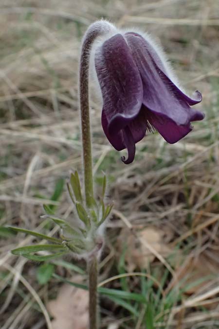 Pulsatilla pratensis subsp. nigricans \ Schw�rzliche Wiesen-Kuhschelle / Blackish Pasque-Flower, A Gumpoldskirchen 7.3.2024