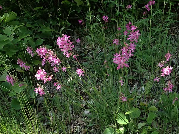 Silene viscaria \ Gewhnliche Pechnelke, A Melk 9.5.2025