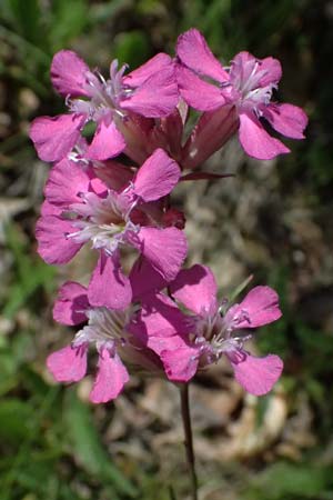 Silene viscaria \ Gewhnliche Pechnelke, A Melk 9.5.2025