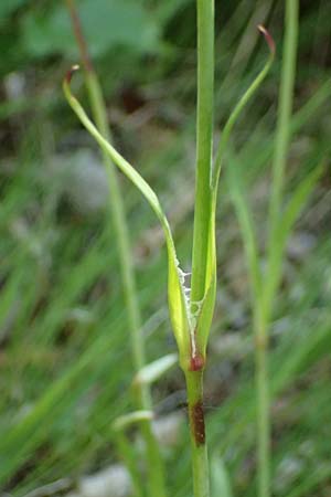 Silene viscaria \ Gewhnliche Pechnelke, A Melk 9.5.2025
