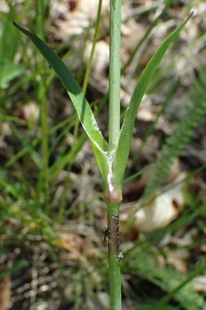 Silene viscaria \ Gewhnliche Pechnelke, A Melk 9.5.2025