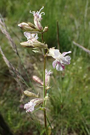 Silene viscaria \ Gewhnliche Pechnelke, A Fehhaube 9.5.2025