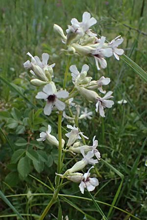Silene viscaria \ Gewhnliche Pechnelke, A Fehhaube 9.5.2025