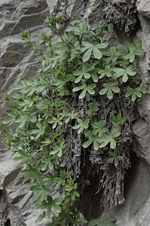 Potentilla nitida \ Dolomiten-Fingerkraut / Pink Cinquefoil, A Osttirol, Lavant 30.6.2025