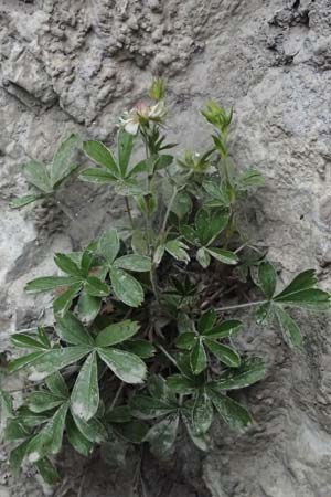 Potentilla nitida \ Dolomiten-Fingerkraut / Pink Cinquefoil, A Osttirol, Lavant 30.6.2025