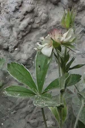 Potentilla nitida \ Dolomiten-Fingerkraut / Pink Cinquefoil, A Osttirol, Lavant 30.6.2025