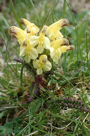 Pedicularis oederi \ Oeders L�usekraut, Buntes L�usekraut / Oeder's Lousewort, A W&ouml;lzer Tauern, Hoher Zinken 26.6.2021