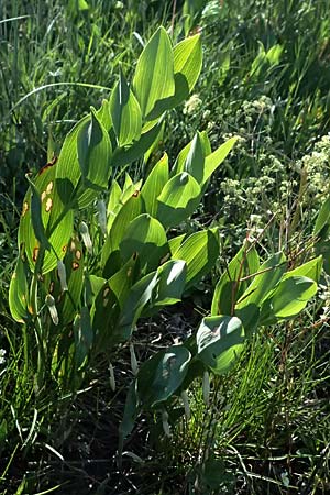 Polygonatum odoratum \ Salomonssiegel, Duftende Weiwurz / Angular Solomon's Seal, A Hainburg 10.5.2025