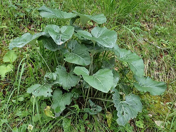 Petasites paradoxus / Alpine Butterbur, A St. Gallen im Gesäuse 4.7.2024