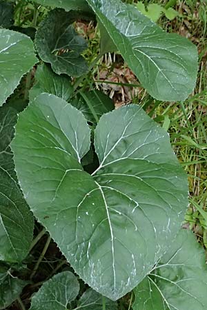 Petasites paradoxus / Alpine Butterbur, A St. Gallen im Gesäuse 4.7.2024