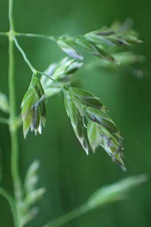 Poa pratensis \ Wiesen-Rispengras, Wiesenrispe, A Marchegg 10.5.2025
