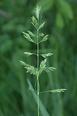 Poa pratensis \ Wiesen-Rispengras, Wiesenrispe, A Marchegg 10.5.2025