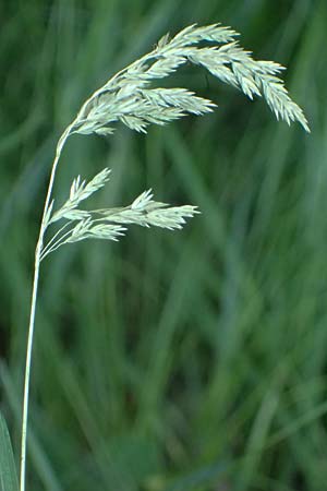 Poa pratensis \ Wiesen-Rispengras, Wiesenrispe, A Marchegg 10.5.2025