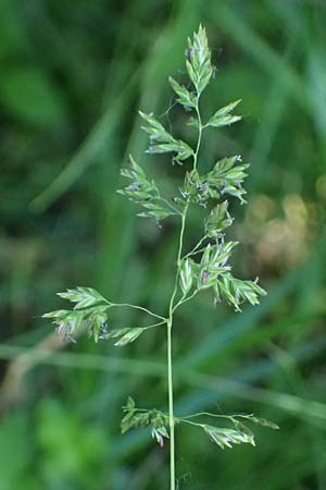 Poa pratensis \ Wiesen-Rispengras, Wiesenrispe, A Marchegg 10.5.2025