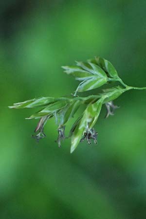 Poa pratensis \ Wiesen-Rispengras, Wiesenrispe, A Marchegg 10.5.2025