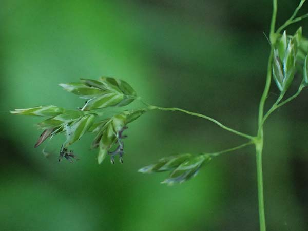 Poa pratensis \ Wiesen-Rispengras, Wiesenrispe, A Marchegg 10.5.2025