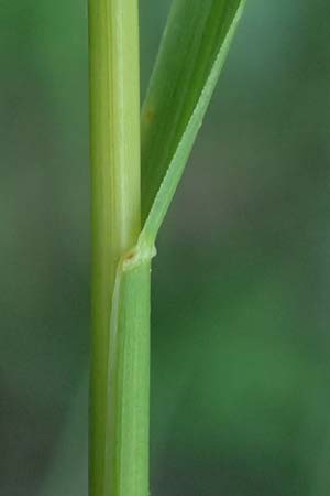 Poa pratensis \ Wiesen-Rispengras, Wiesenrispe, A Marchegg 10.5.2025