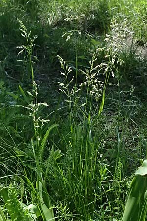 Poa pratensis \ Wiesen-Rispengras, Wiesenrispe, A Marchegg 10.5.2025