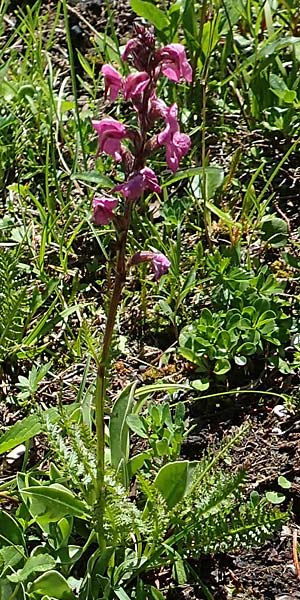 Pedicularis rostratospicata subsp. rostratospicata \ &Auml;hren-L�usekraut, Fleischrotes L�usekraut / Flesh Pink Lousewort, A Lawinenstein 5.7.2020