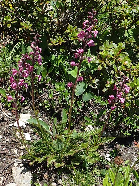 Pedicularis rostratospicata subsp. rostratospicata \ &Auml;hren-L�usekraut, Fleischrotes L�usekraut / Flesh Pink Lousewort, A Lawinenstein 5.7.2020