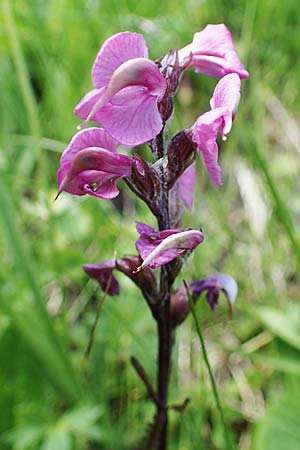 Pedicularis rostratospicata subsp. rostratospicata \ &Auml;hren-L�usekraut, Fleischrotes L�usekraut / Flesh Pink Lousewort, A W&ouml;lzer Tauern, Hohenwart 29.7.2021