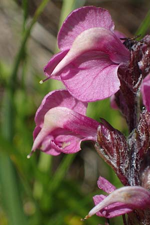 Pedicularis rostratospicata subsp. rostratospicata \ &Auml;hren-L�usekraut, Fleischrotes L�usekraut / Flesh Pink Lousewort, A W&ouml;lzer Tauern, Hohenwart 29.7.2021