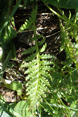 Pedicularis rostratospicata subsp. rostratospicata \ &Auml;hren-L�usekraut, Fleischrotes L�usekraut / Flesh Pink Lousewort, A W&ouml;lzer Tauern, Hohenwart 29.7.2021