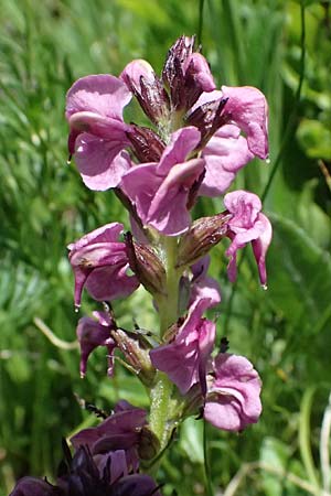 Pedicularis rostratospicata subsp. rostratospicata \ &Auml;hren-L�usekraut, Fleischrotes L�usekraut / Flesh Pink Lousewort, A Bad Gastein 29.6.2025