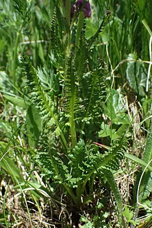 Pedicularis rostratospicata subsp. rostratospicata \ &Auml;hren-L�usekraut, Fleischrotes L�usekraut / Flesh Pink Lousewort, A Bad Gastein 29.6.2025