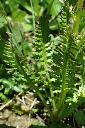 Pedicularis rostratospicata subsp. rostratospicata \ &Auml;hren-L�usekraut, Fleischrotes L�usekraut / Flesh Pink Lousewort, A Bad Gastein 29.6.2025